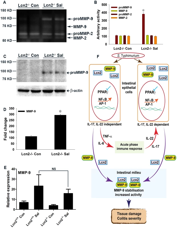 Mechanism of <i>S.</i> Typhimurium-induced intestinal damage during colitis.