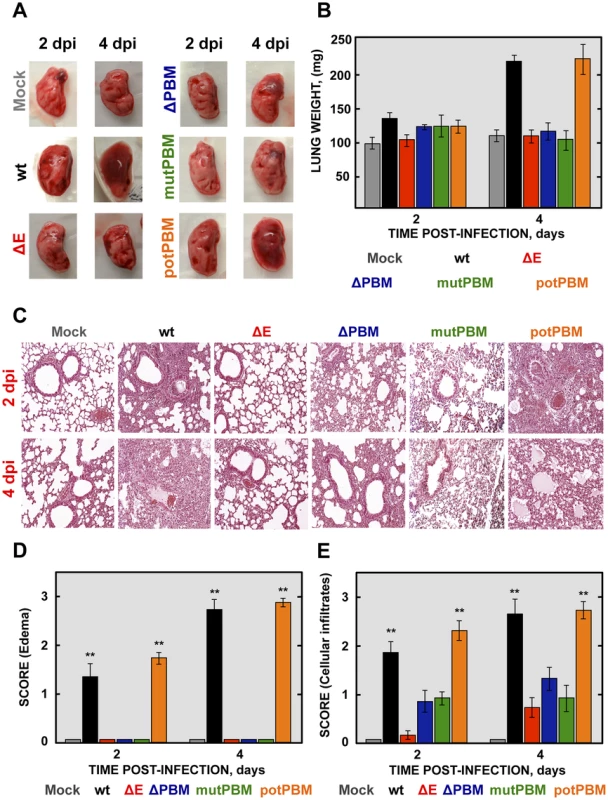 Lung pathology of mice infected with recombinant SARS-CoV-E-PBM mutants.