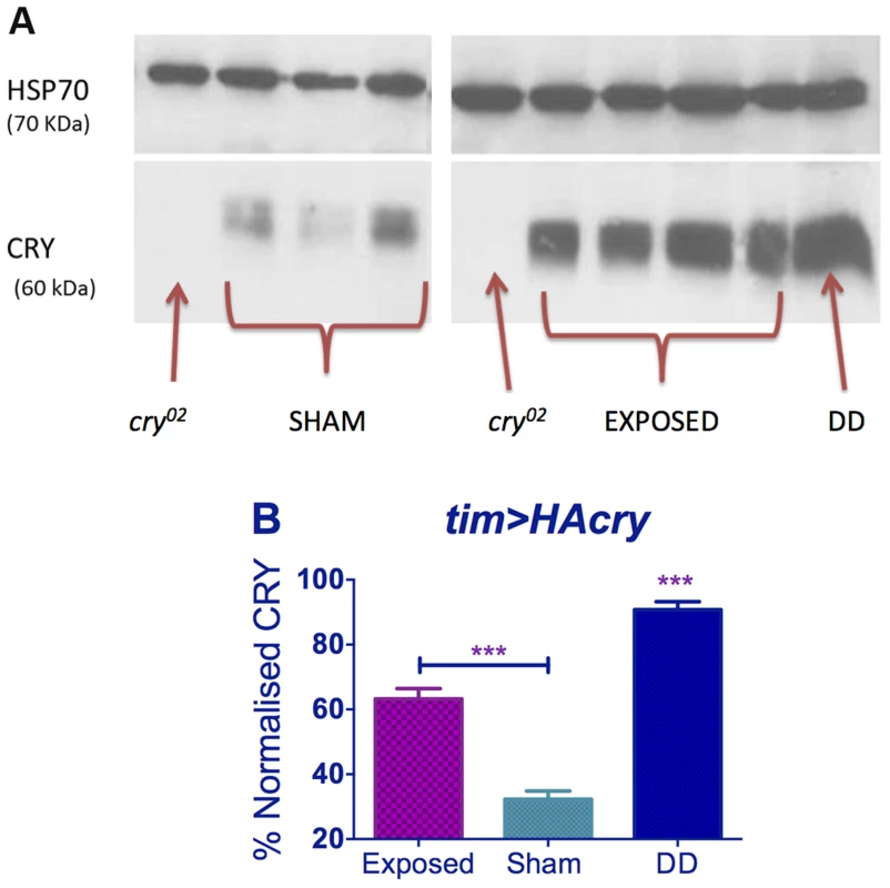 EMF exposure increases CRY stability.