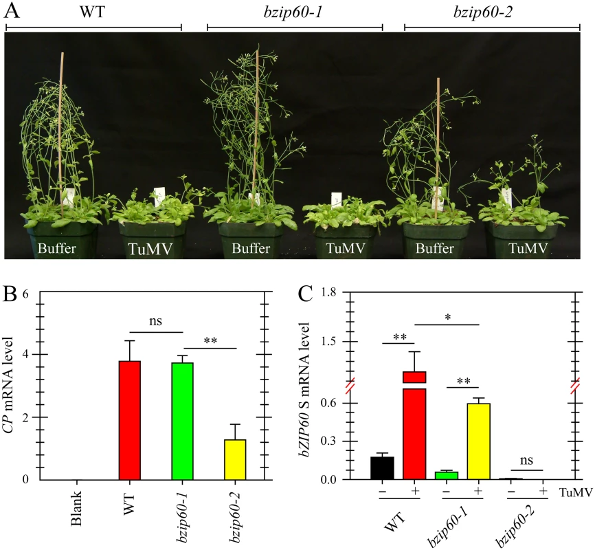 Viral pathogenesis is alleviated in the <i>bzip60-2</i> mutant.