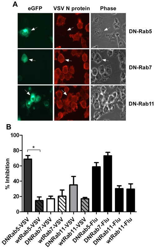Effect of DN-Rab expression on VSV infection.