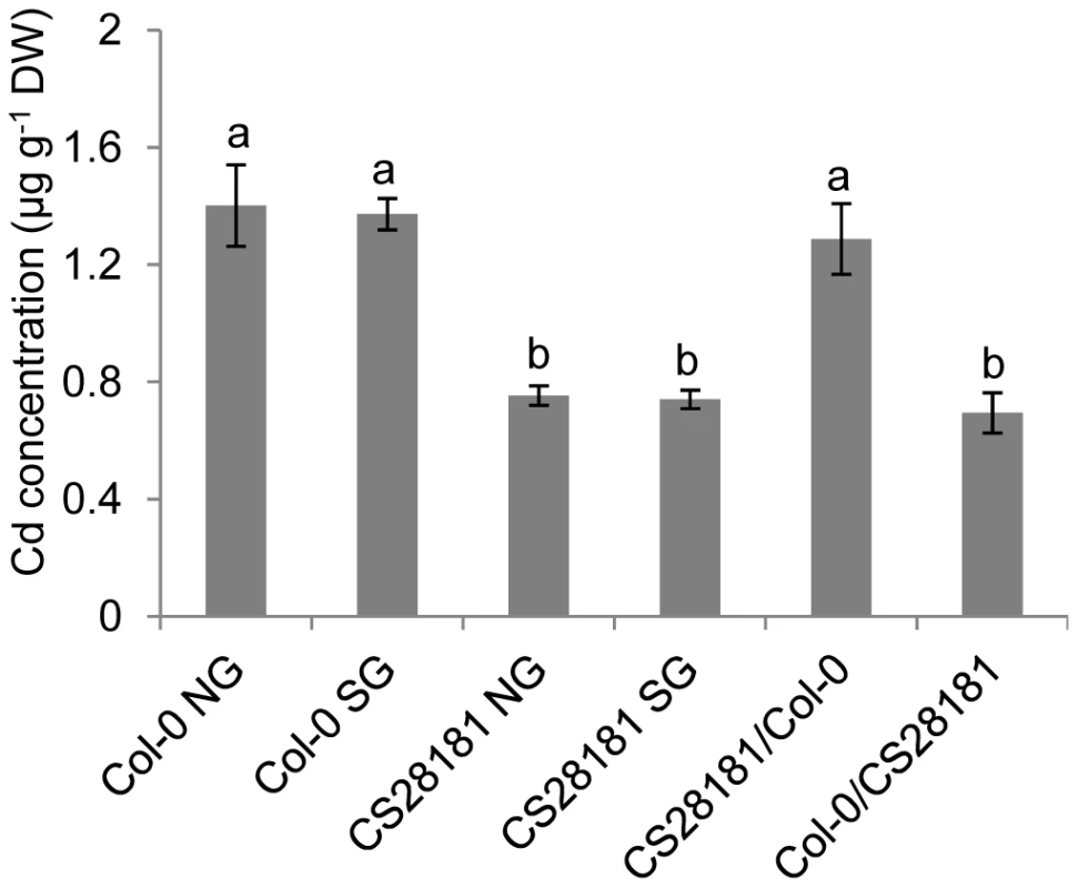 Reciprocal grafting determines that the low leaf Cd phenotype of CS28181 is driven by the root.