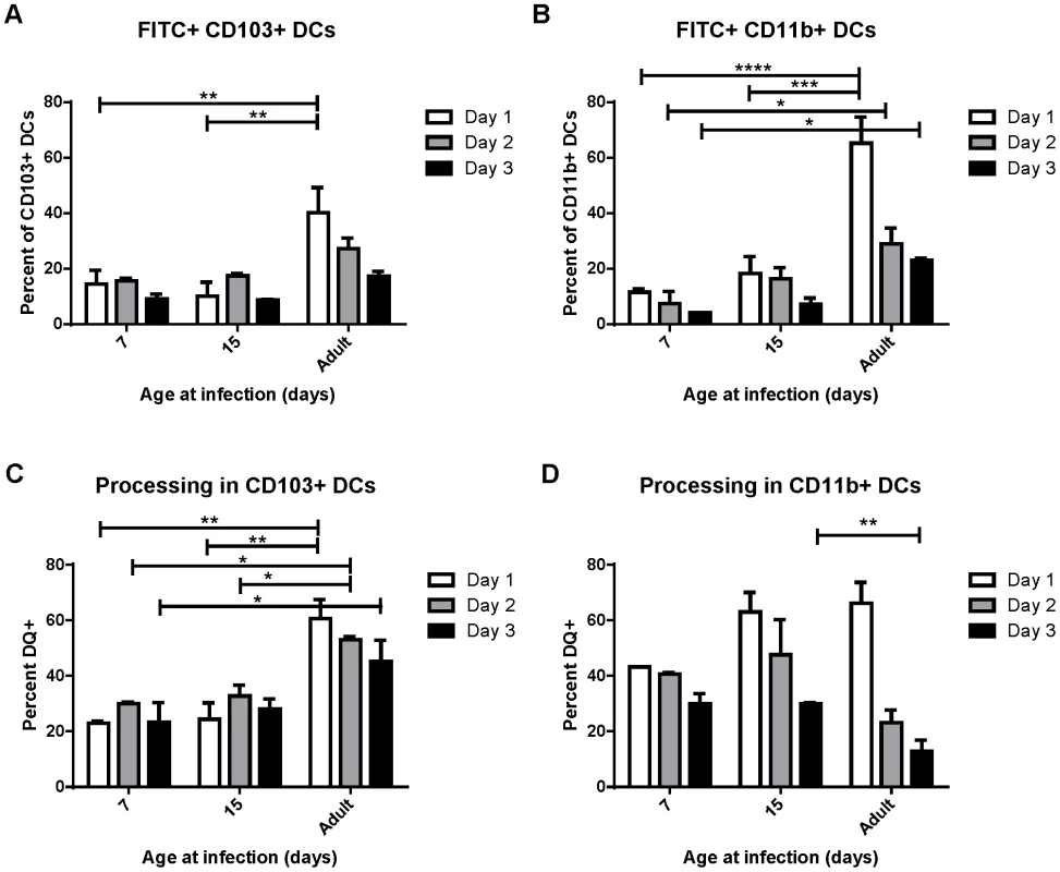 Uptake and processing of soluble antigen is age-dependent.