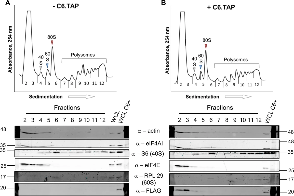 Analysis of polysomes in cells expressing protein C6.