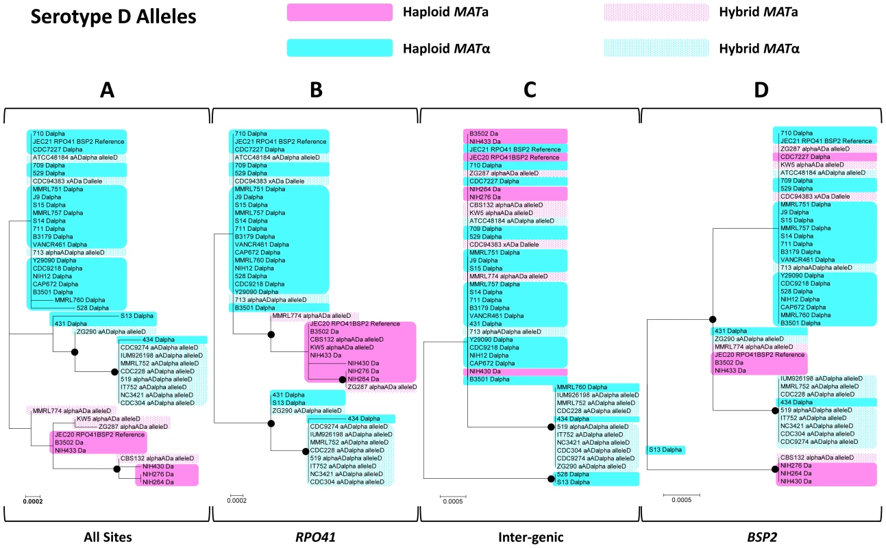 Phylogenetic trees of serotype D alleles existing in natural <i>C. neoformans</i> isolates based on the sequenced <i>RPO41</i>-intergenic-<i>BSP2</i> region.