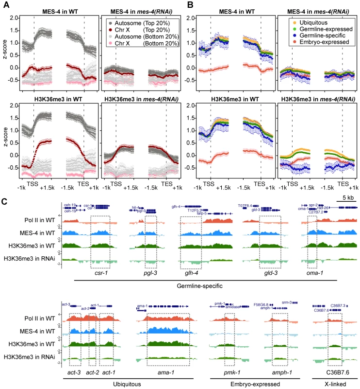 RNAi depletion of MES-4 substantially reduces H3K36me3 on germline-expressed genes.