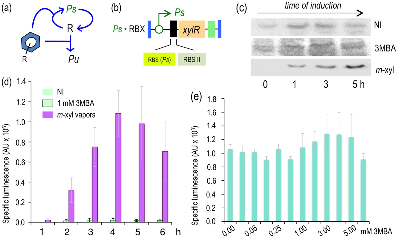 Induction of the XylR/<i>Pu</i> node in strains engineered with a <i>Ps</i>-PFL for <i>xylR</i> expression.