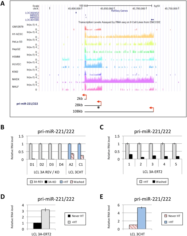EBNA3A and EBNA3C up-regulate a pri-miR-221/222 of ~28kb.