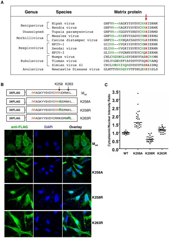Dual functions of critical residue K258 in regulating NiV-M nuclear-cytoplasmic trafficking.