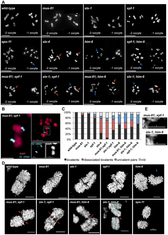 Evidence for DNA bridges linking homologous chromosomes in in <i>[mus-81; xpf-1], [slx-1; xpf-1], [mus-81; him-6]</i> and <i>[slx-1; him-6]</i> double mutants.