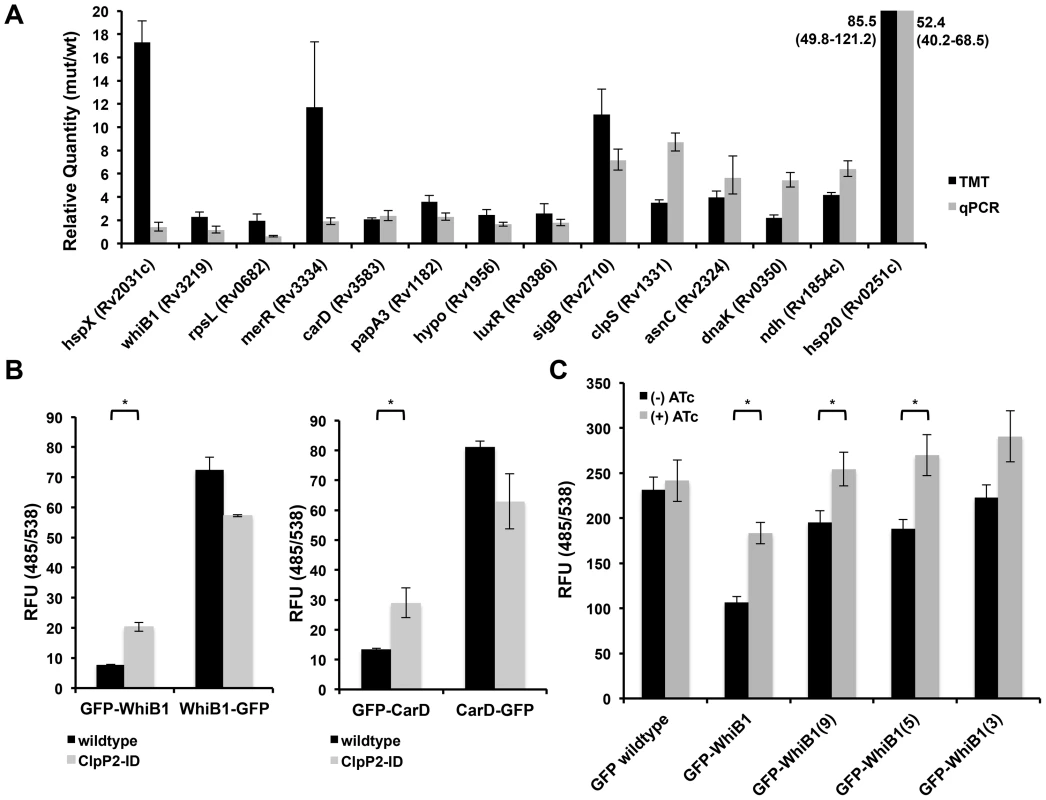 Validation of proteomic hits reveals that WhiB1 and CarD are likely Clp protease substrates.
