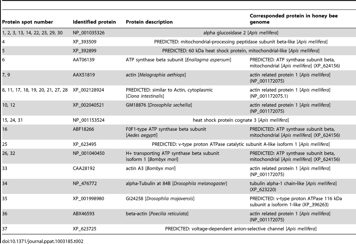Proteins identified from infected midgut tissues in honey bees fed varying concentrations of fumagillin using 2D-gel electrophoresis (<em class="ref">Figure 3</em>).