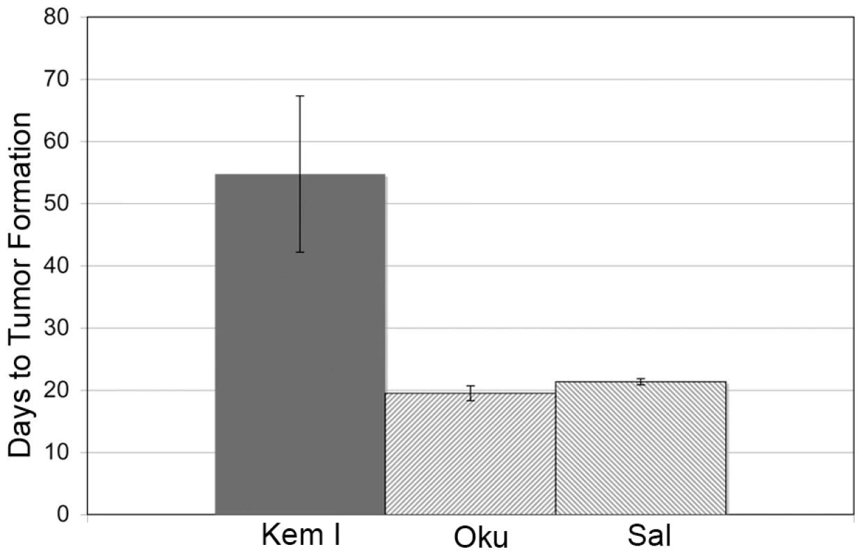 Wp-R BL cells have increased tumorigenic potential.