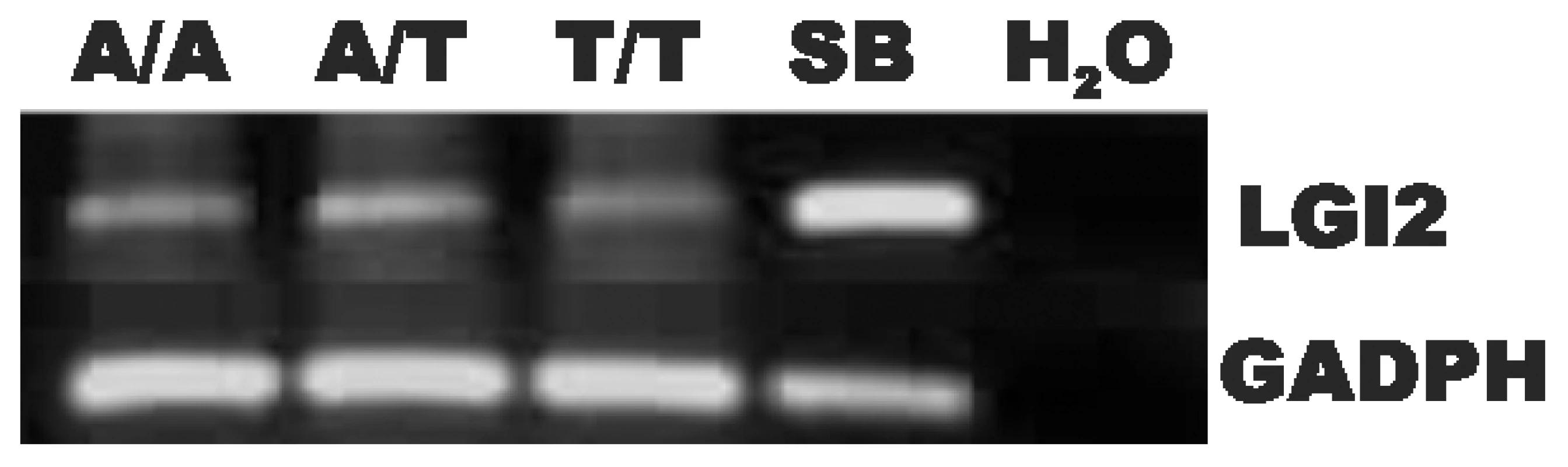 Expression of the mutant <i>Lgi2</i> transcript is normal.