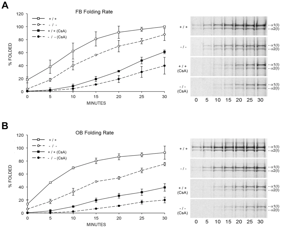 Cyclophilin B catalyzes folding of type I collagen.