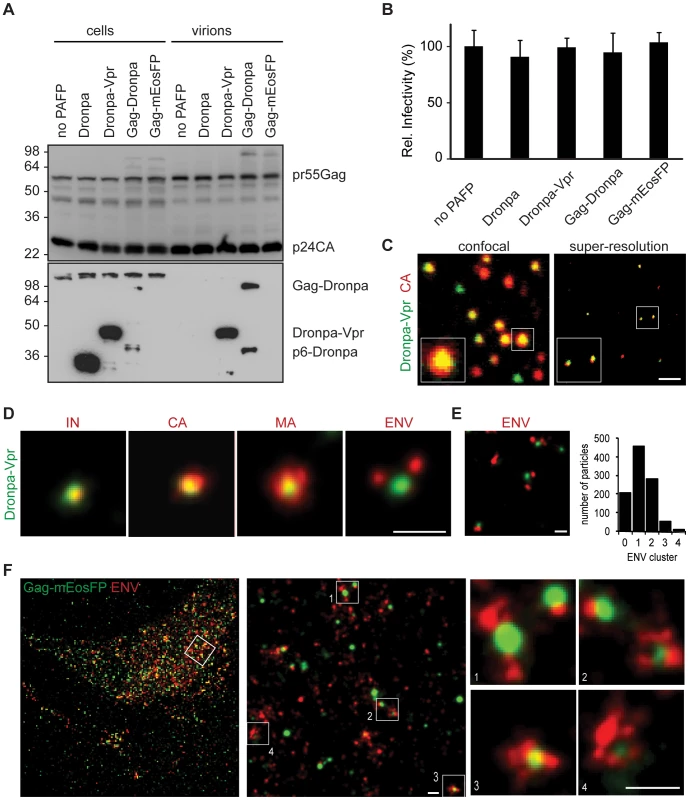 Structural features of single HIV-1 virions and assembly sites are revealed by multicolor super-resolution microscopy.