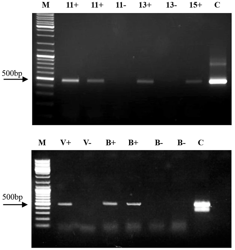 Demonstration of dsRNA transfer from bee to <i>Varroa</i> and from <i>Varroa</i> to bee.