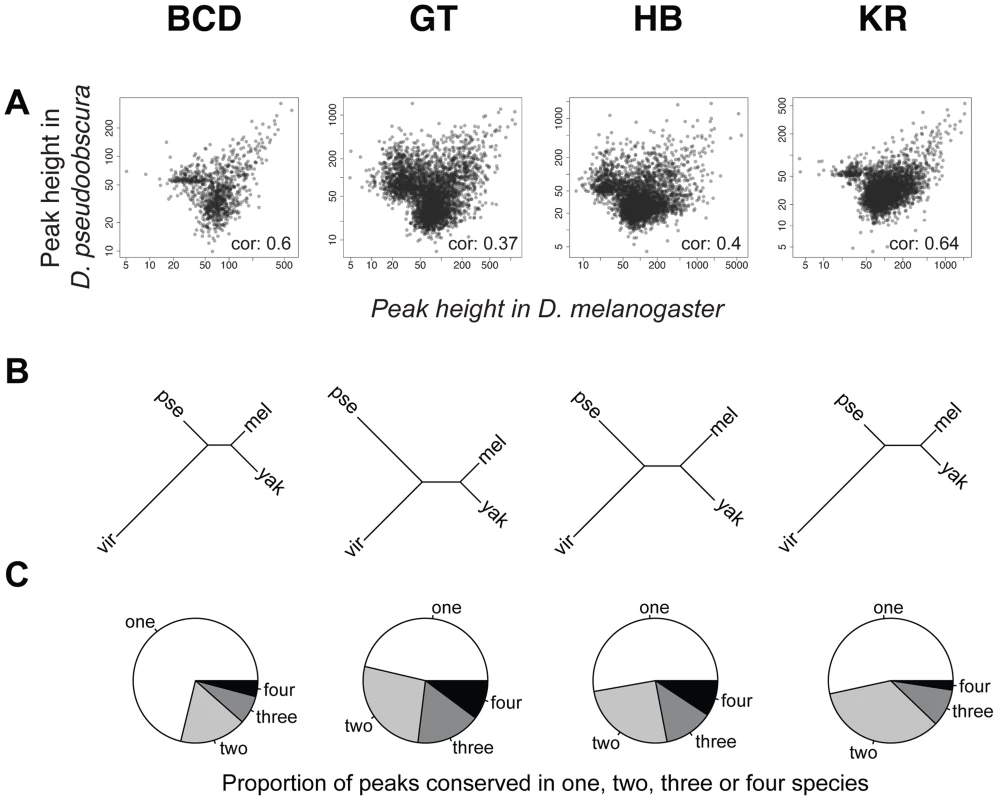 Comparison of BCD, GT, HB and KR binding in <i>D.melanogaster</i>, <i>D.yakuba</i>, <i>D.pseudoobscura</i> and <i>D.virilis</i>.