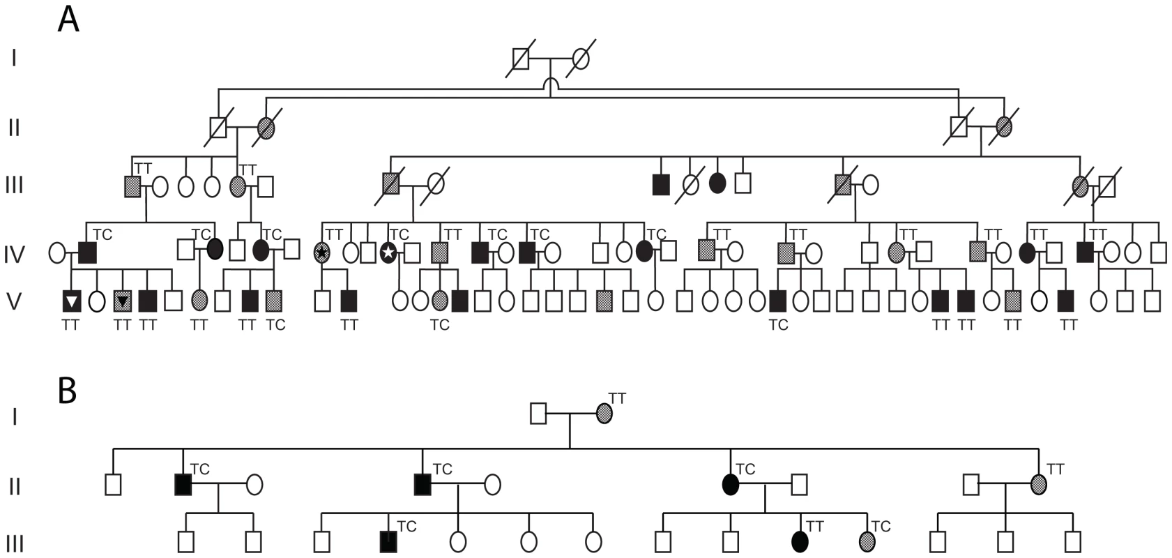 Analysis of rs4806718 alleles in two unrelated pedigrees.