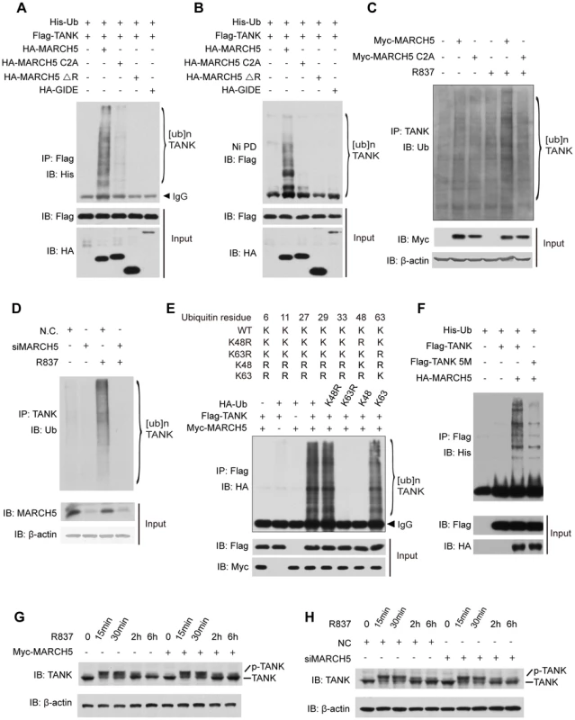 MARCH5 catalyzes K63-linked poly-ubiquitination of TANK.