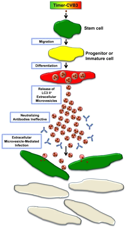 Model of Timer-CVB3 dissemination by EMVs triggered following stem cell migration and differentiation.