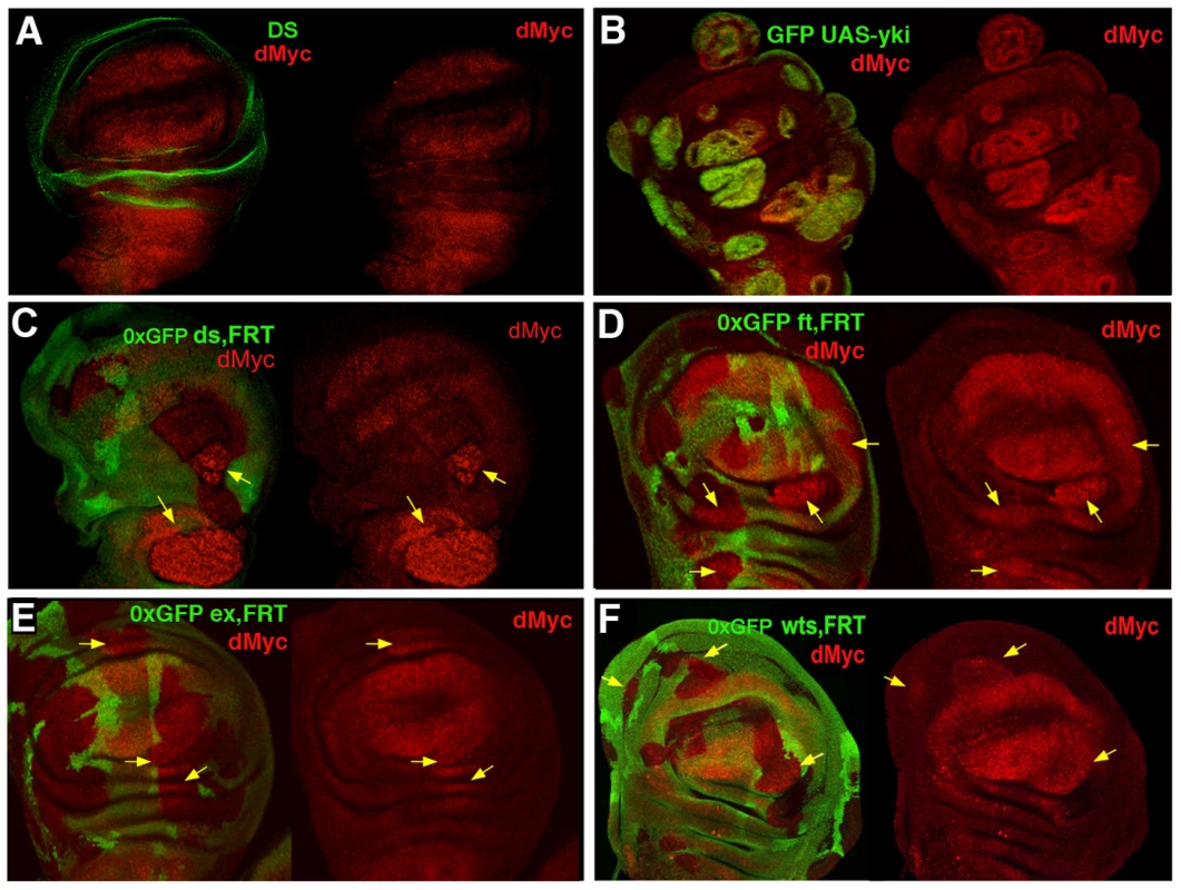 <i>dmyc</i> oncogene is regulated by the Hpo pathway.