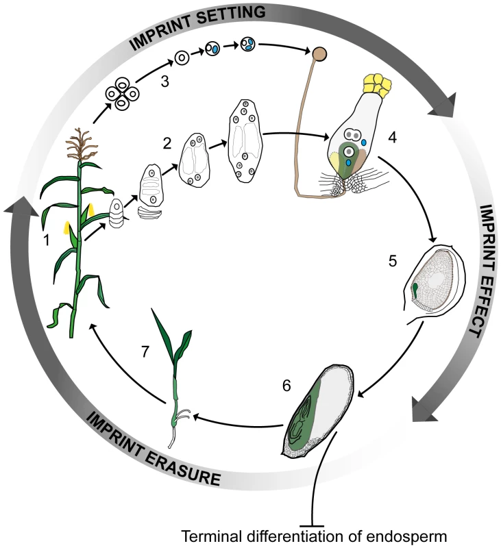 Imprinting, double fertilization, and the plant life history.