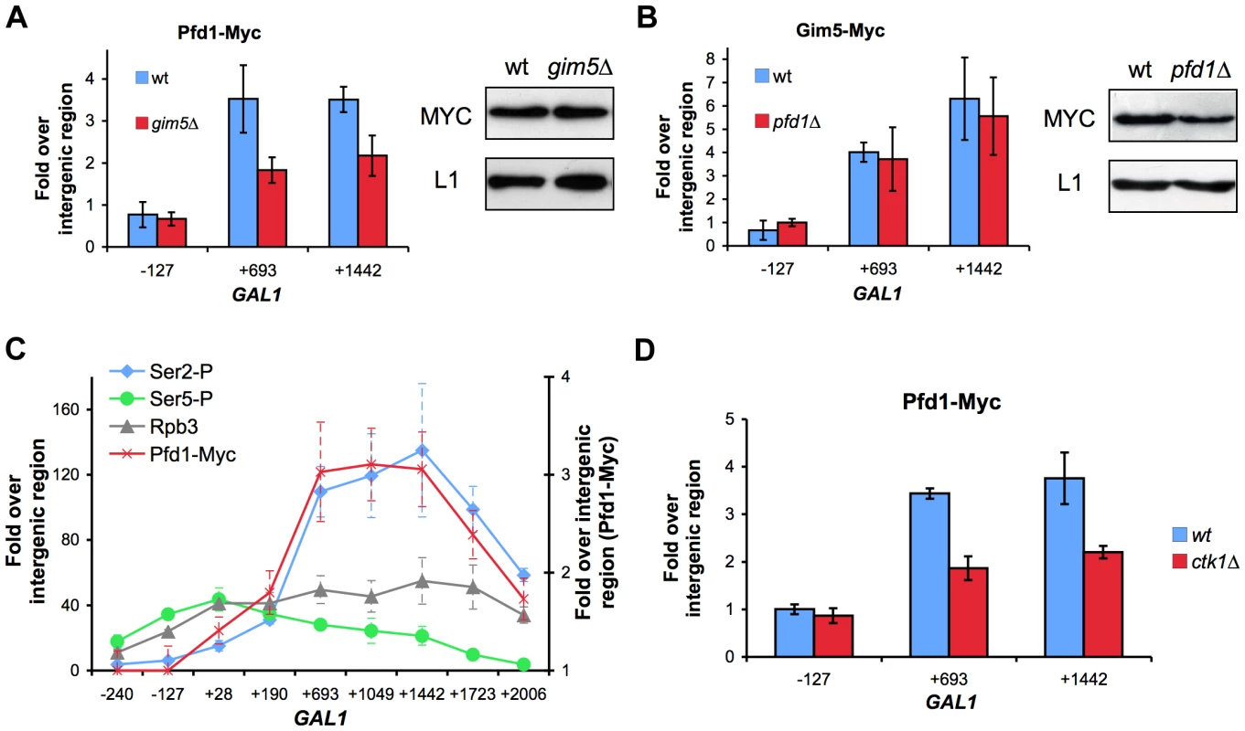 Recruitment of prefoldin to transcribed genes depends on the integrity of the complex and is favored by Ser2-phosphorylation of the Rpb1 CTD.