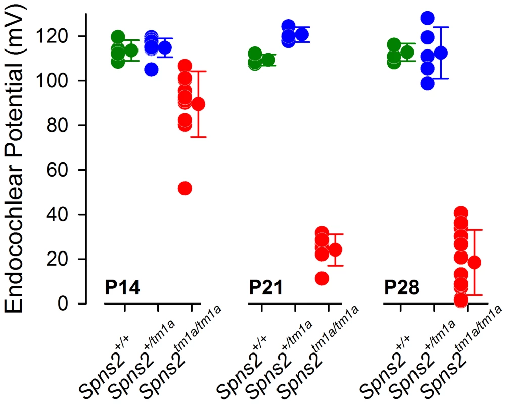 Endocochlear potential (EP) showed a progressive reduction from P14 to P21.