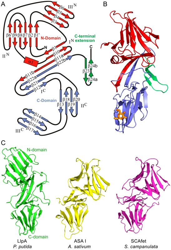 Overall structure of LlpA<sub>BW</sub>.