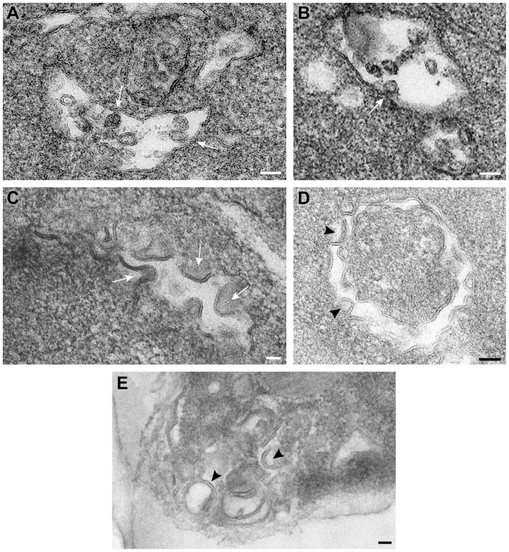 Vps4p is required for the formation of spherule-like structures induced by tombusvirus replication proteins in yeast.