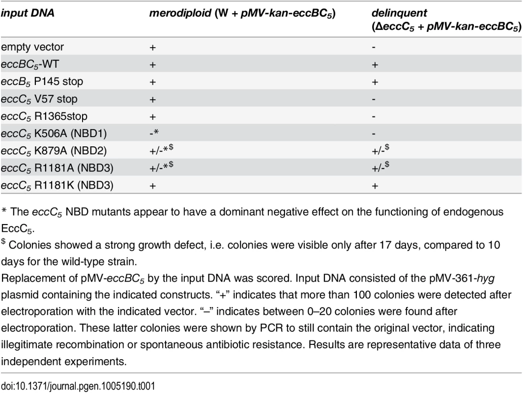 Essentiality of <i>eccC</i><sub><i>5</i></sub> and analysis of functional domains.