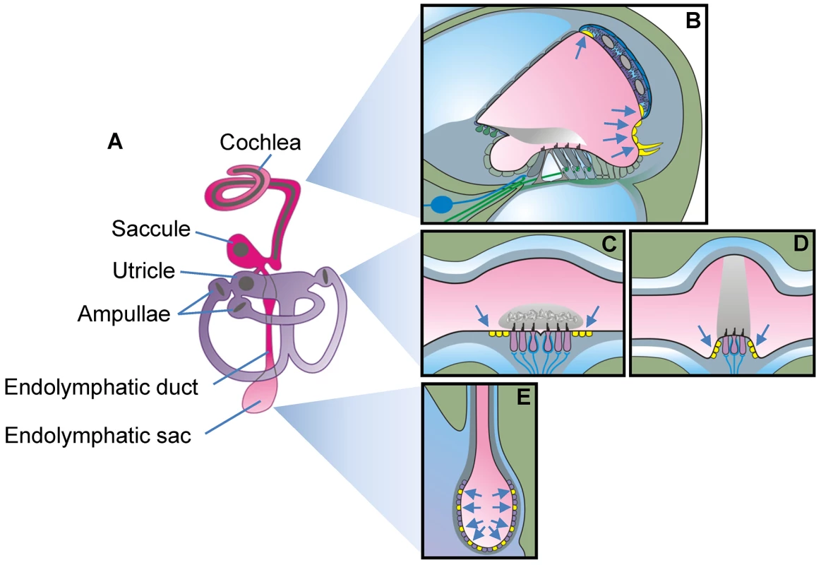 Schematic diagram of the inner ear.