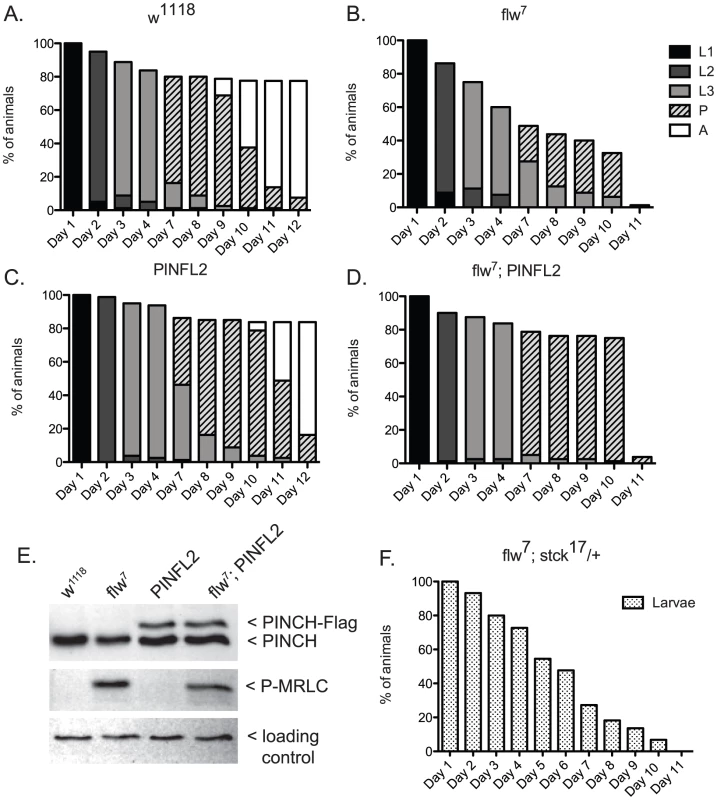 Expression of PINCH-Flag fully rescues the larval lethality of the <i>flw<sup>7</sup></i> mutant independently of MRLC/Sqh dephosphorylation.