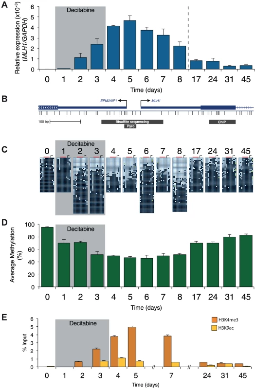 Resilencing precedes promoter remethylation.