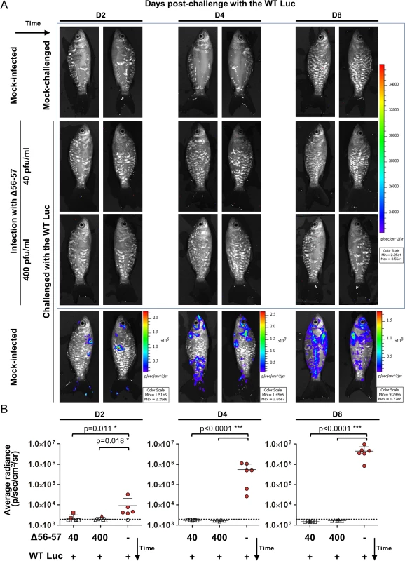 Immune protection conferred by the Δ56-57 strain revealed by the IVIS.