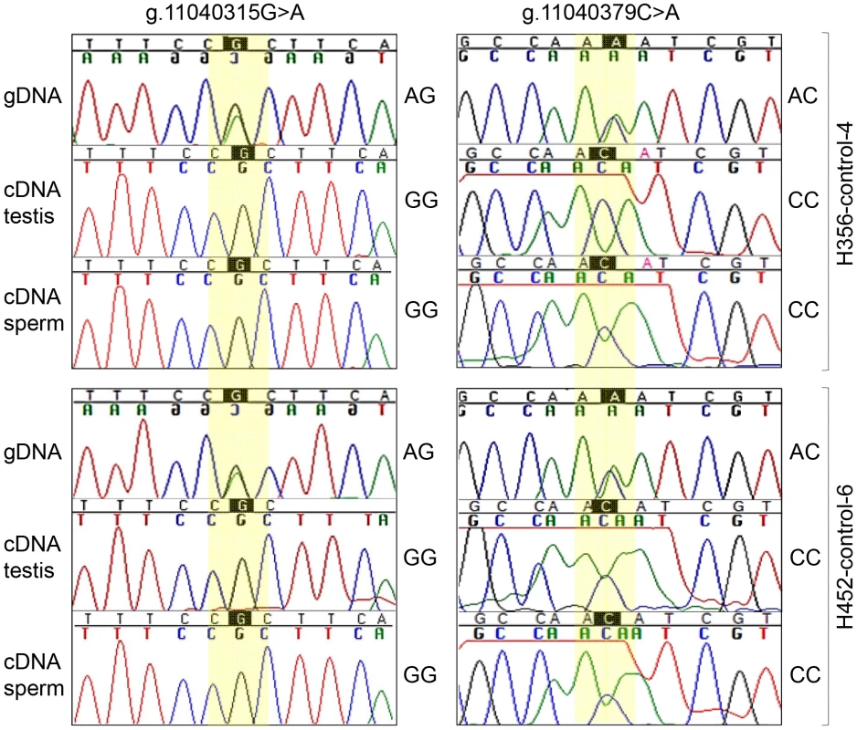 Monoallelic expression of equine <i>FKBP6</i>.