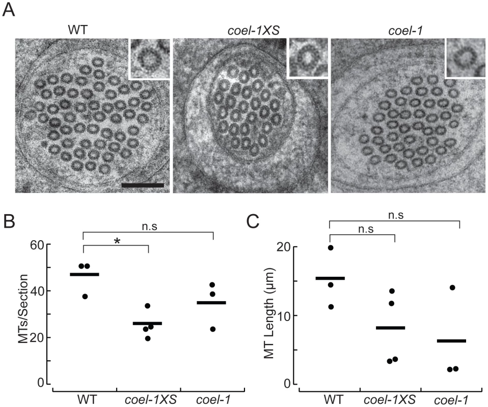 <i>coel-1</i> activity influences microtubule number and length, but not protofilament count in PLM touch receptor neurons.
