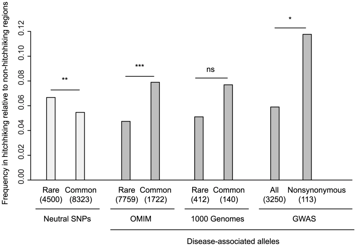 Enrichment of disease-associated alleles in hitchhiking relative to non-hitchhiking regions.