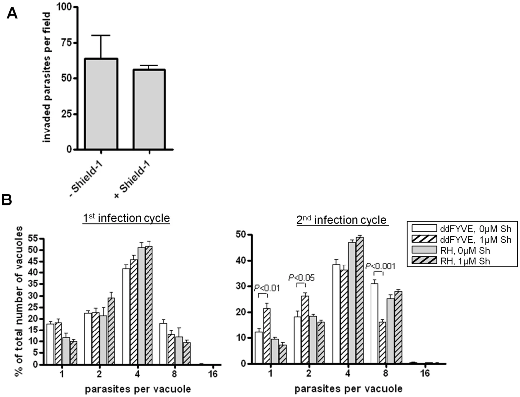 Delayed death phenotype of parasites expressing ddFYVE.