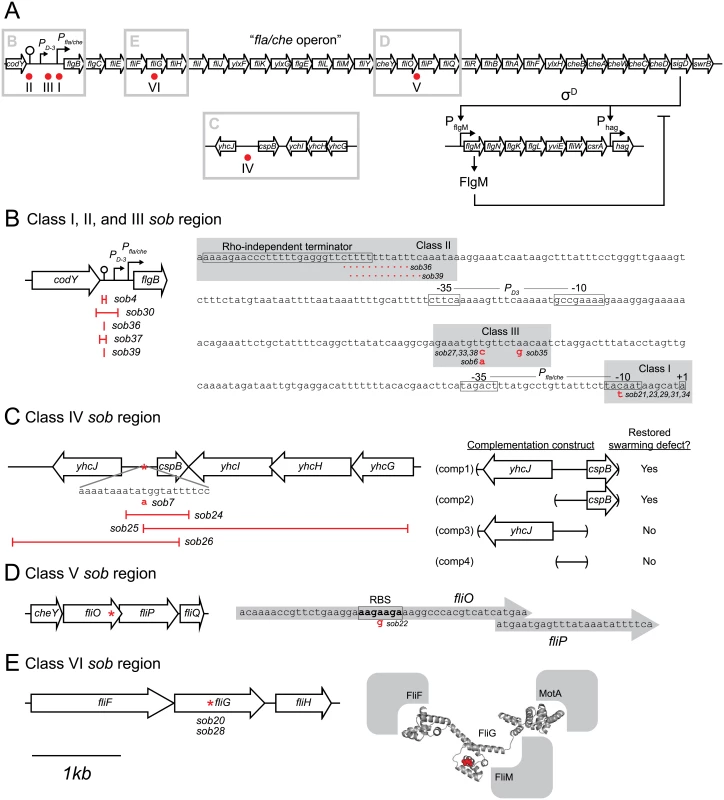 Genetic maps indicating the location of the <i>sob</i> suppressors.