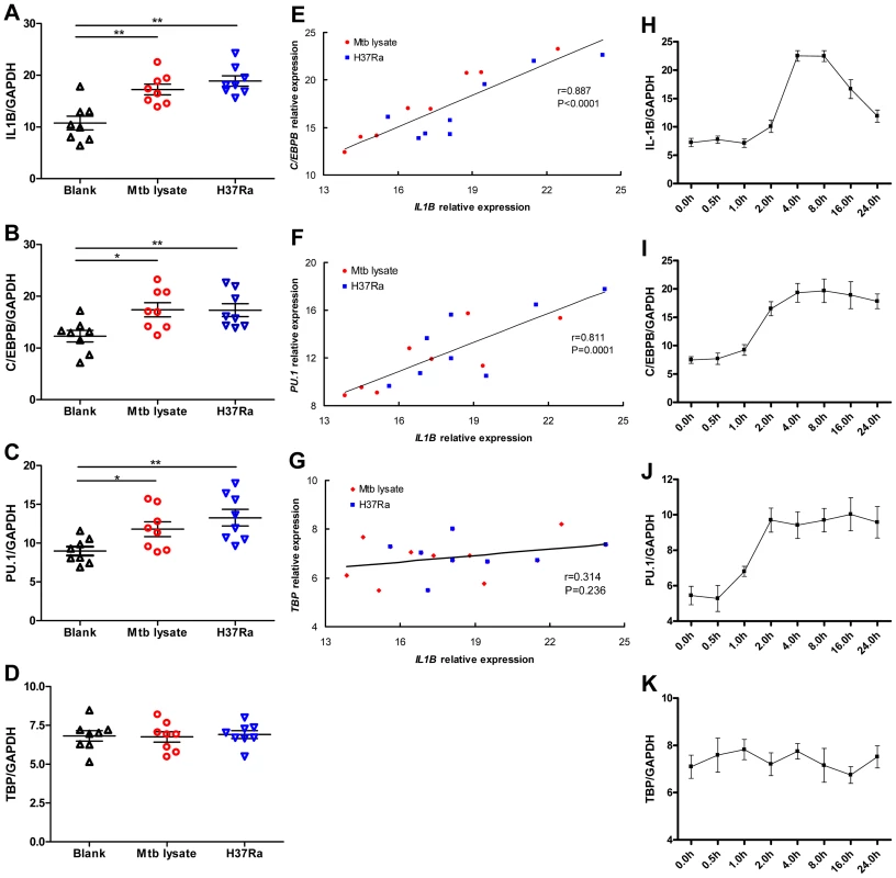 <i>C/EBPB</i> and <i>PU.1</i> expression induced by Mtb temporally correlates with <i>IL1B</i> expression.