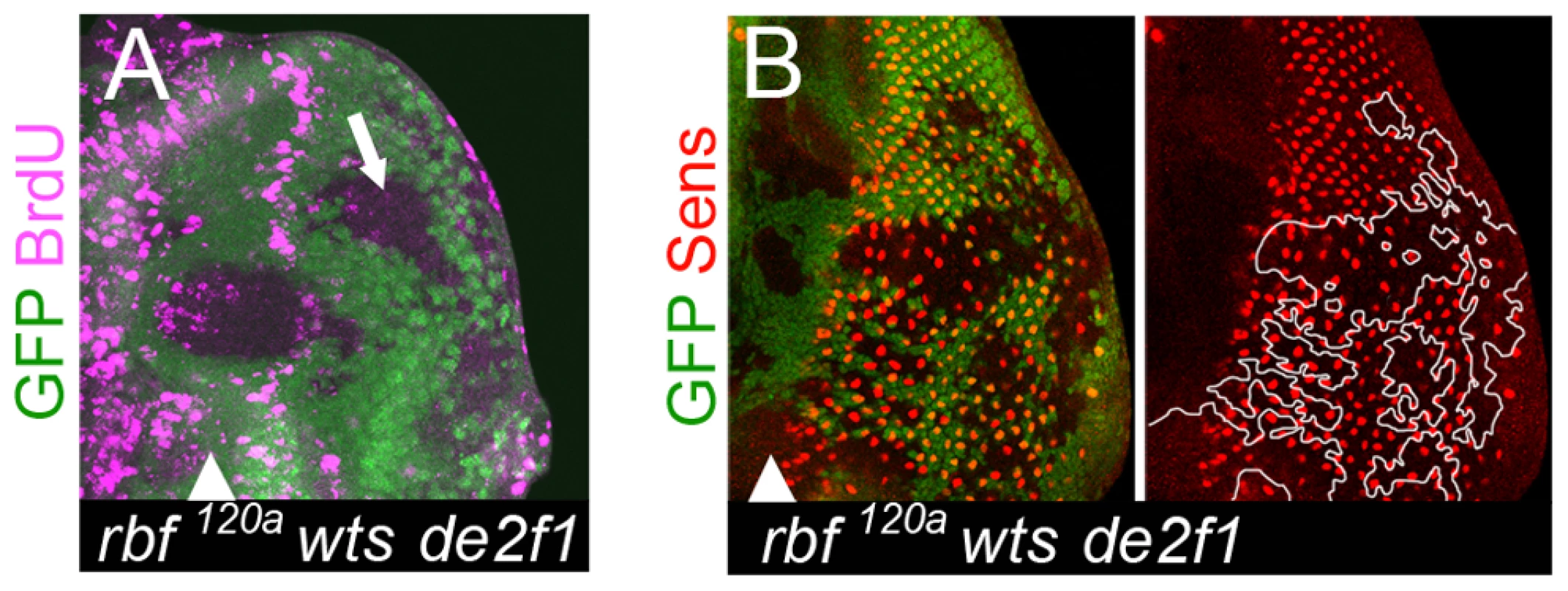 Cells lacking <i>rbf</i> and <i>wts</i> fail to maintain the differentiated state even in the absence of inappropriate proliferation.