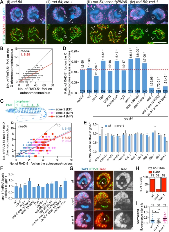 Analysis of DSB distribution, gene expression and histone acetylation.