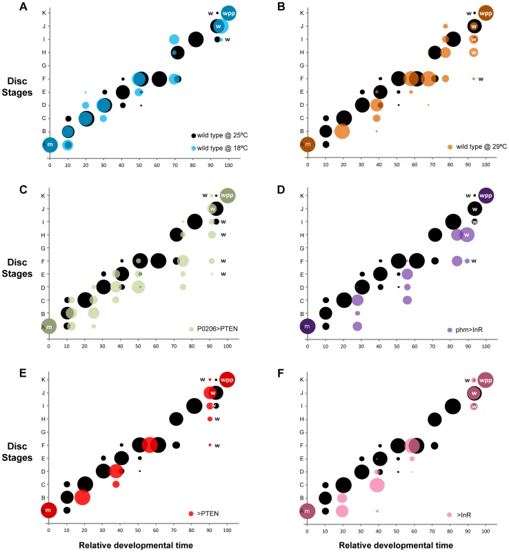 Changing developmental time alters the progression of pattern.