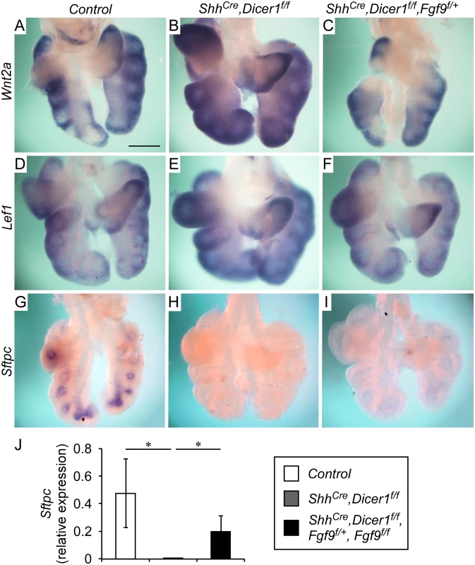 Epithelial Dicer1 regulation of mesenchymal Wnt/β-Catenin signaling and epithelial differentiation requires <i>Fgf9</i>.
