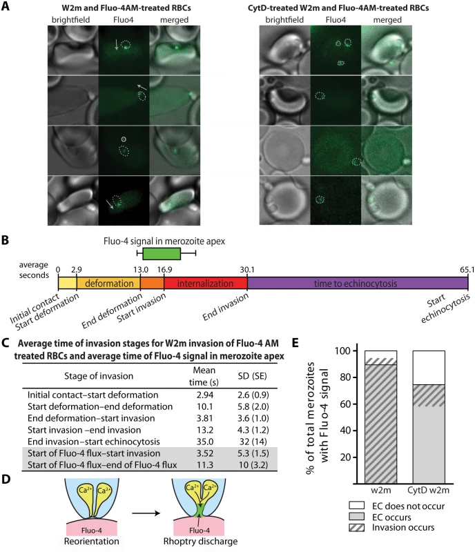 Immediately prior to invasion a Fluo-4 signal appears at the junction of the merozoite and host cell suggesting an opening between the erythrocyte cytoplasm and the merozoite.