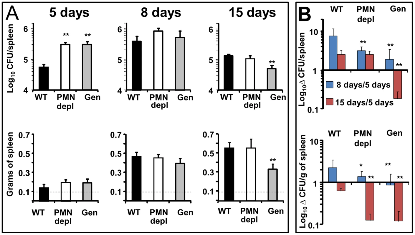 Bacterial loads, spleen weights and rate of change in CFUs per spleen and CFUs per spleen weight over time.