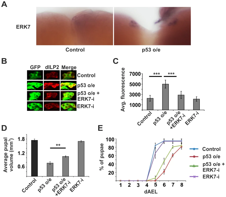ERK7 acts downstream of p53.