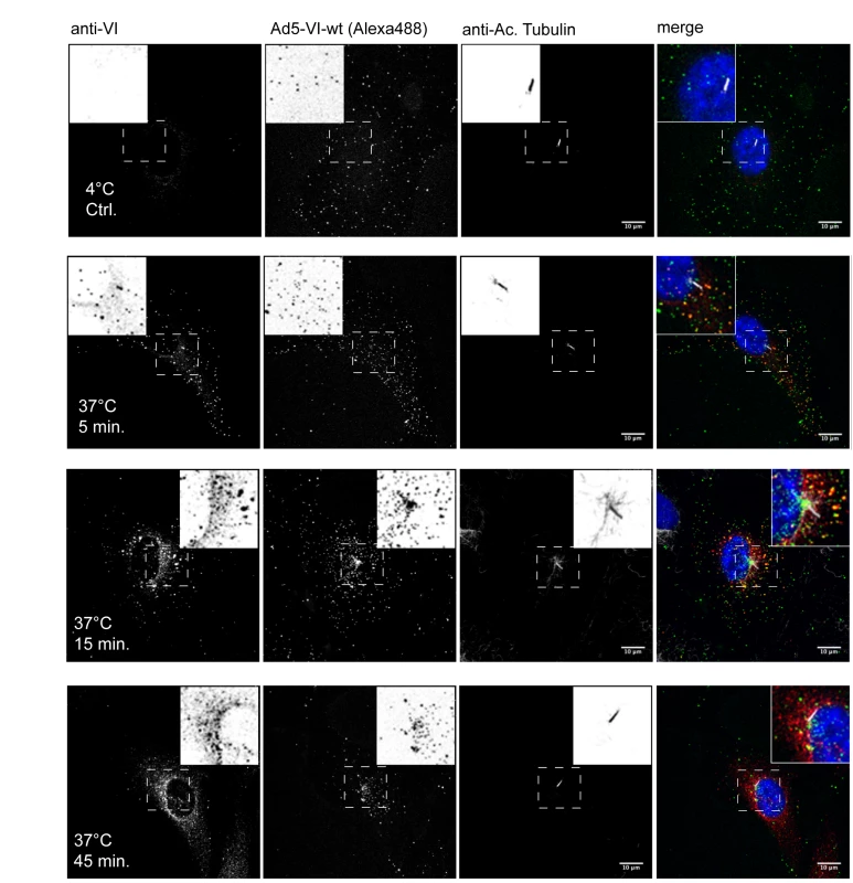 Timecourse of protein VI release during Ad entry.